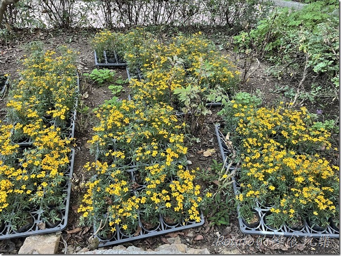 福壽山農場芳香萬壽菊