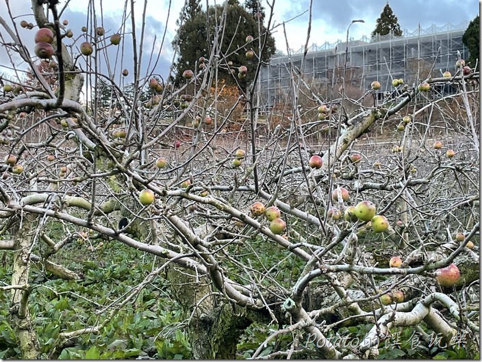 福壽山農場蘋果園