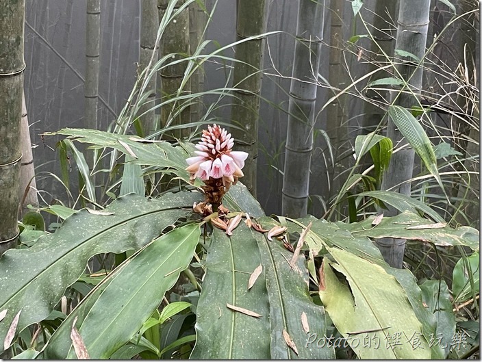 五元二角社區遊憩綠廊月桃花