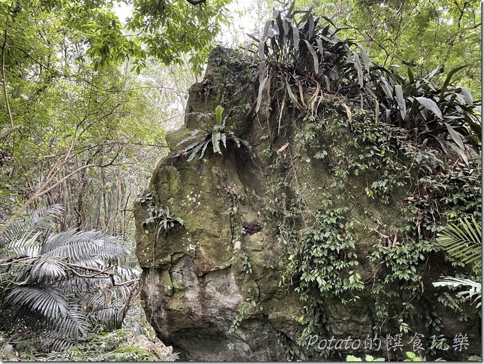 【巨榕古廟】步道