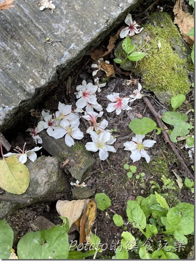 來吉部落吊橋旁