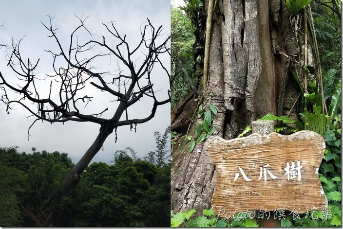 豐山巨榕古廟步道八爪樹