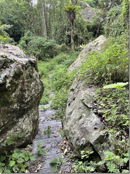 豐山巨榕古廟步道咬人貓