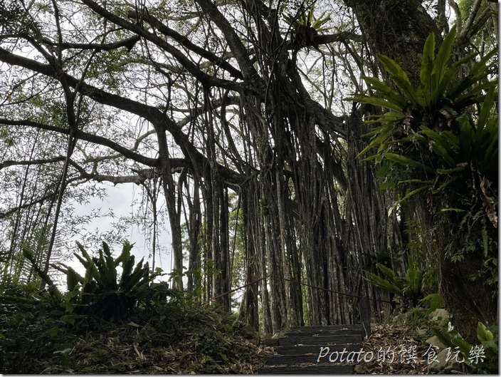 豐山巨榕古廟步道巨榕