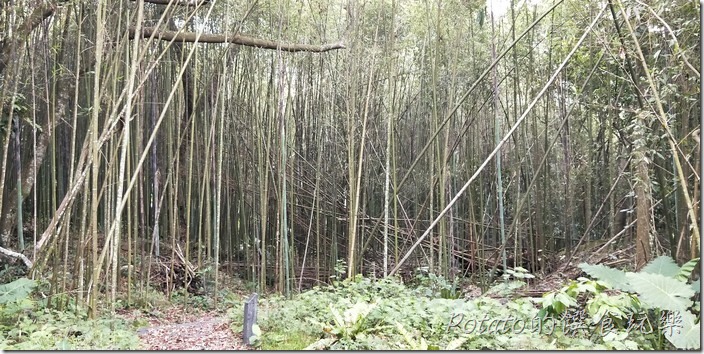 豐山巨榕古廟步道竹林
