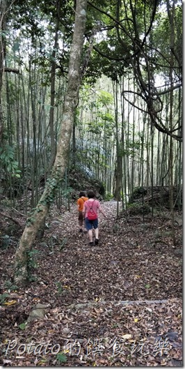 豐山巨榕古廟步道2