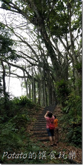 豐山巨榕古廟步道4