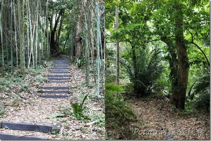 豐山巨榕古廟步道6