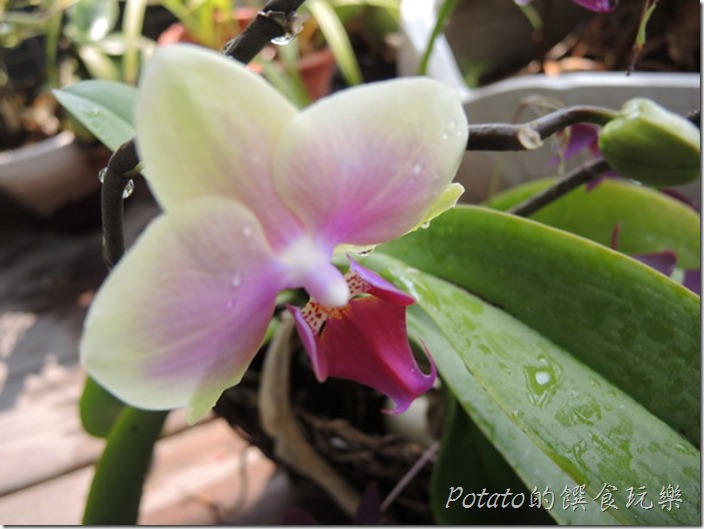 蝴蝶蘭3