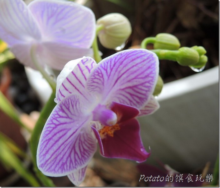 蝴蝶蘭7