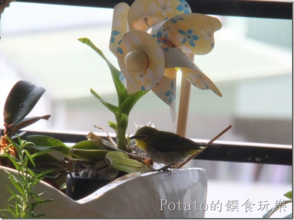 綠繡眼在我家築巢2