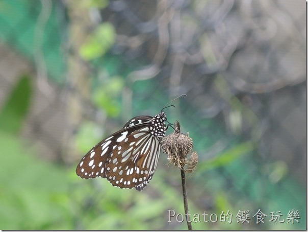 菁寮國小的蝴蝶園-絹斑蝶2