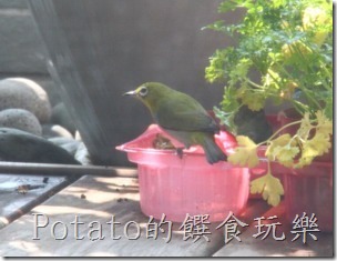 綠繡眼在我家築巢3-1