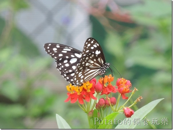 菁寮國小的蝴蝶園-絹斑蝶與花兒3