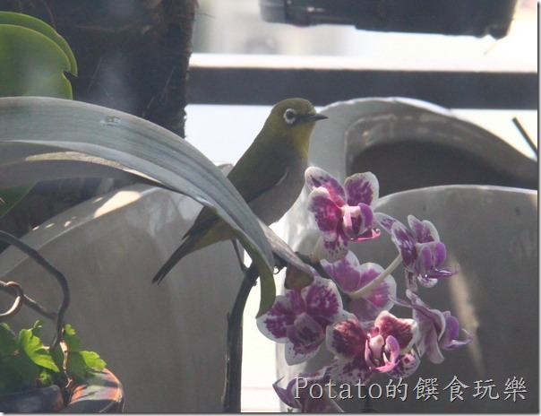 綠繡眼在我家築巢4