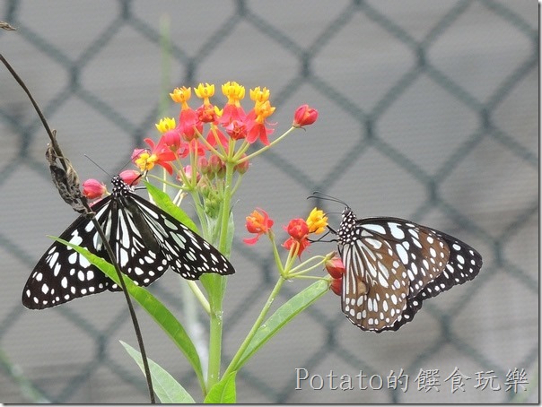 菁寮國小的蝴蝶園-絹斑蝶與花兒4