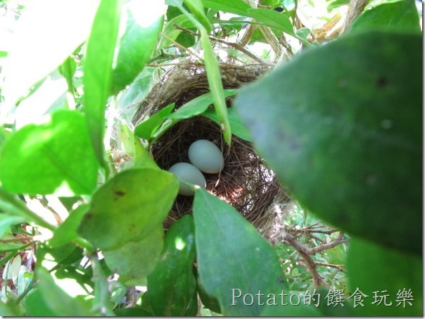 綠繡眼在我家築巢6