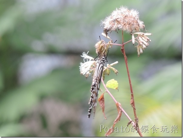 菁寮國小的蝴蝶園-絹斑蝶與花兒6