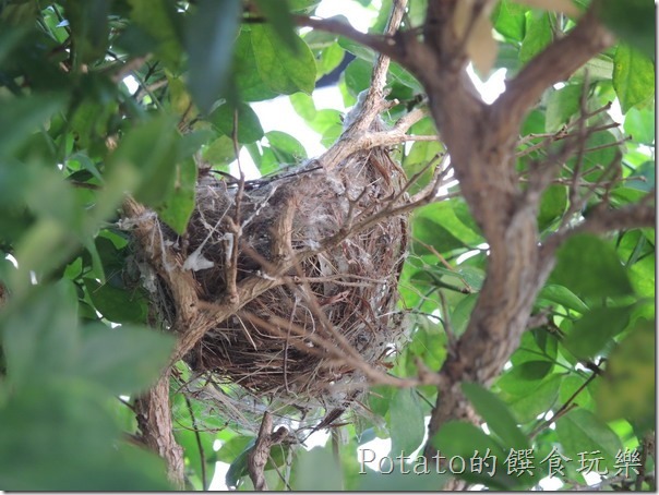 綠繡眼在我家築巢7