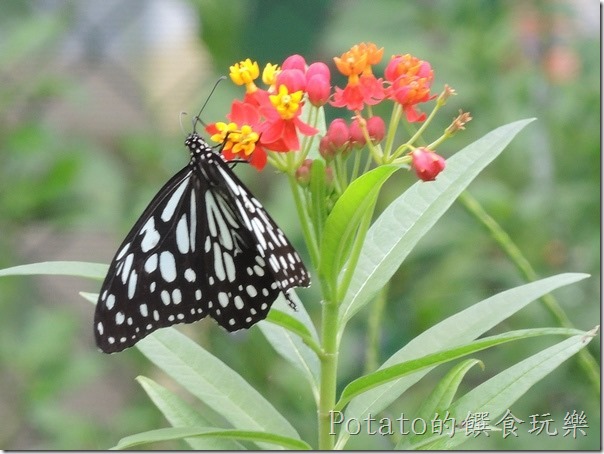 菁寮國小的蝴蝶園-絹斑蝶與花兒7