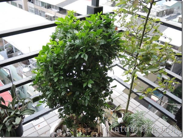 綠繡眼在我家築巢8