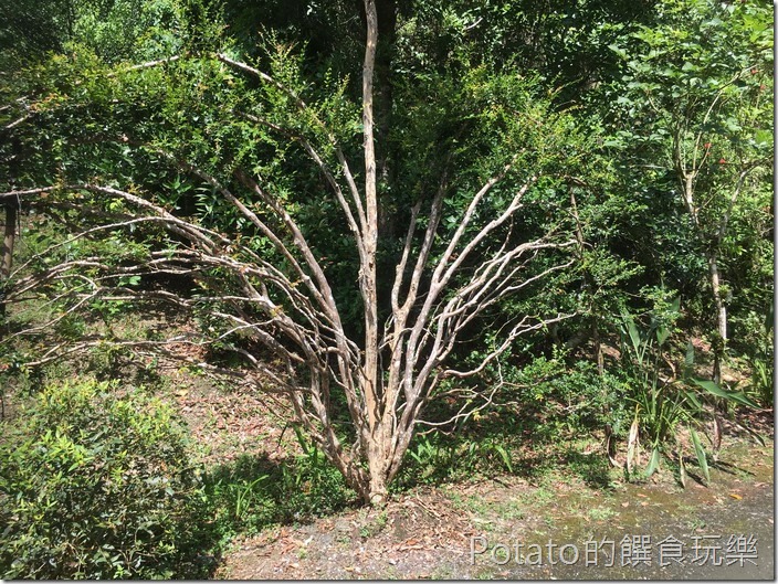 砂婆礑樂活園樹